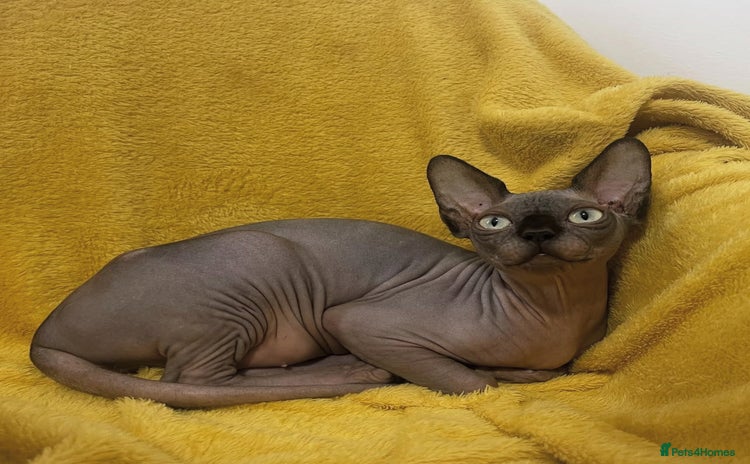 Sphynx cats - Advert 1