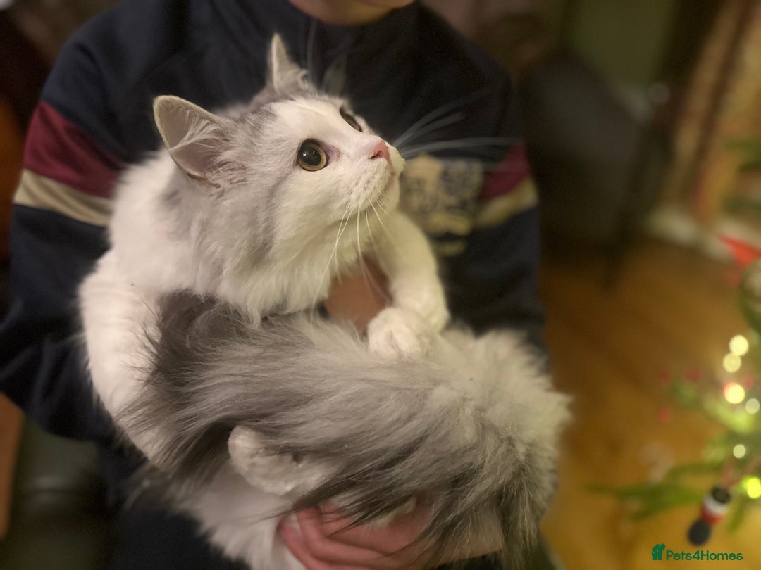 Siberian cats for sale: Pedigree Siberian boy kitten hypoallergenic ready - Advert 6