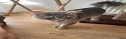 Norwegian Forest Cat cats for sale: Beautiful Norwegian forest cat  - Advert 2