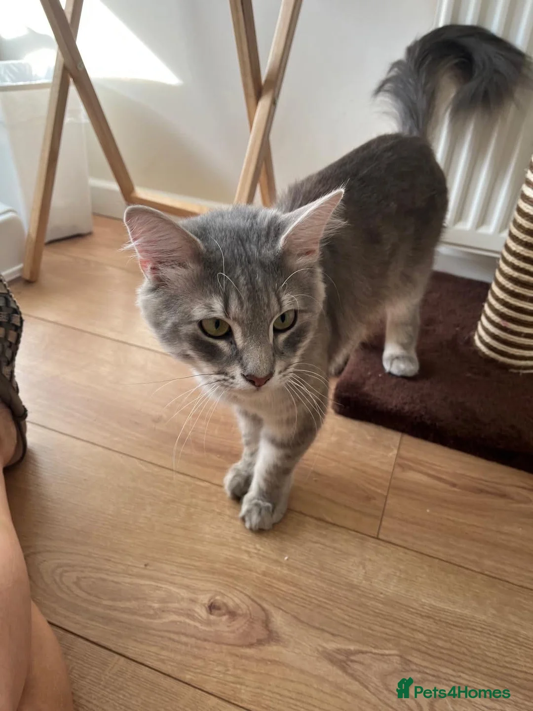 Norwegian Forest Cat cats for sale: Beautiful Norwegian forest cat  - Advert 2