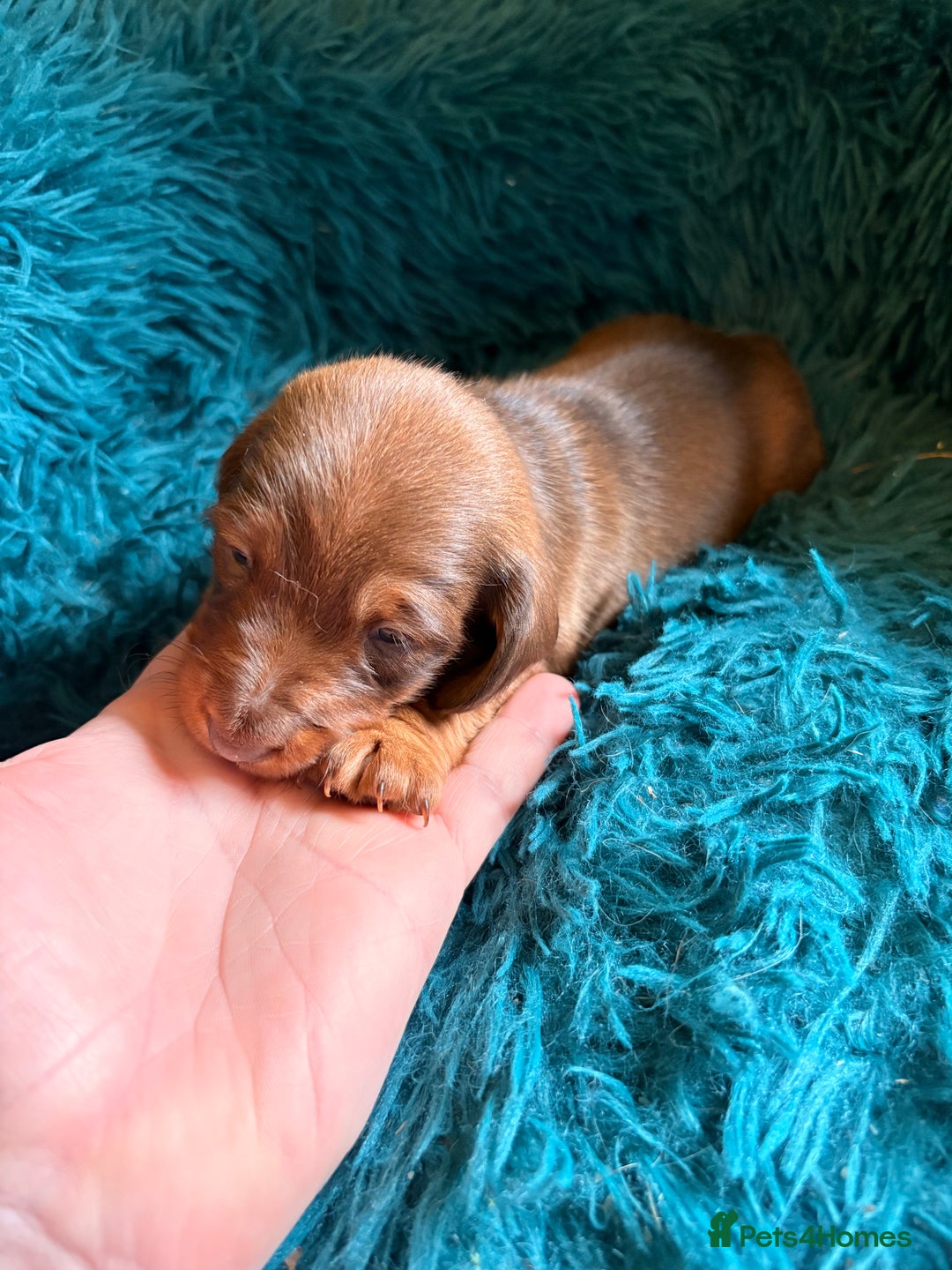 Dachshund dogs for sale: Miniature Smooth Haired Dachshunds  - Advert 6