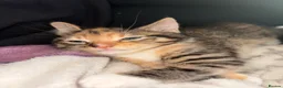 Mixed Breed cats for sale: 4 beautiful kittens  - Advert 3