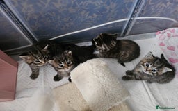European cats for sale: 4 beautiful kittens looking for the New 🤎 home  - Image 5