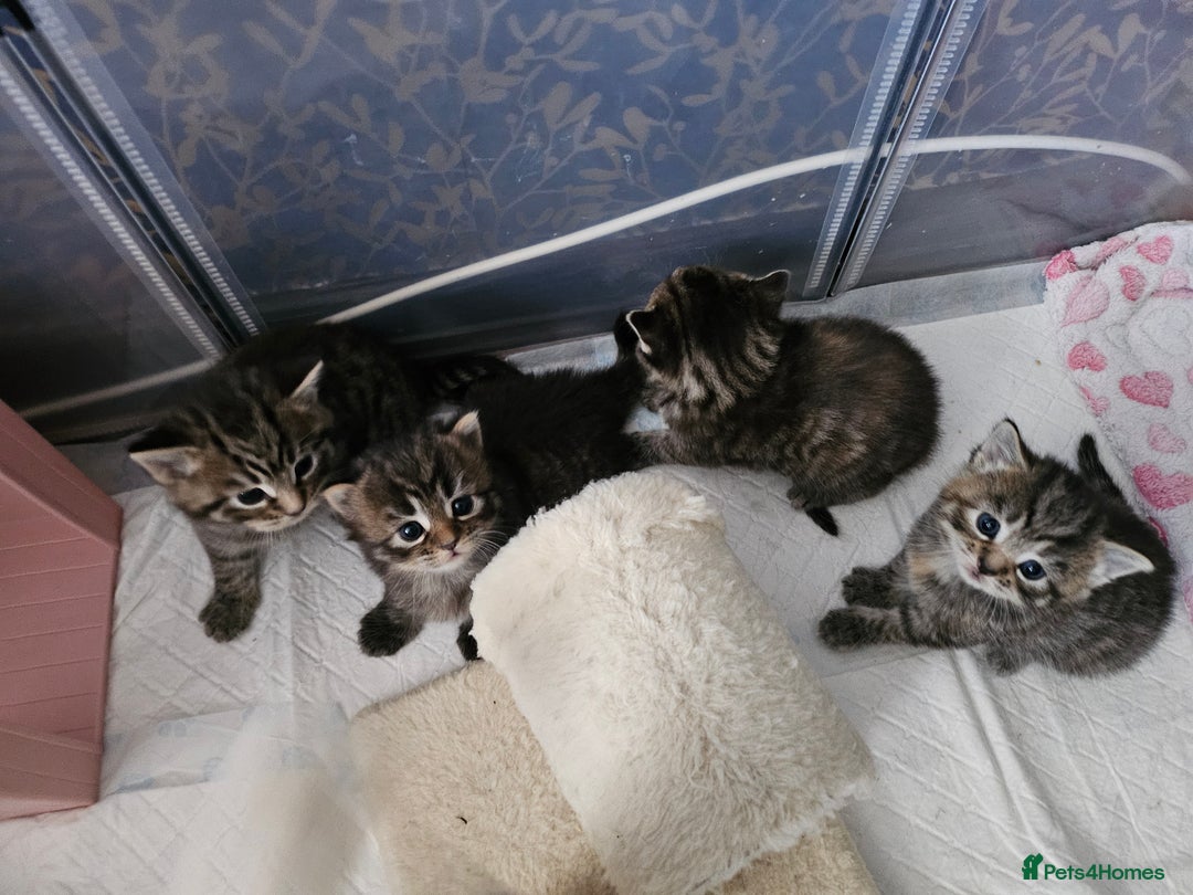 European cats for sale: 4 beautiful kittens looking for the New 🤎 home  - Image 5