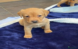 Labrador Retriever dogs for sale: Kennel Club Fox Red Labrador Puppies Health Tested - Advert 32