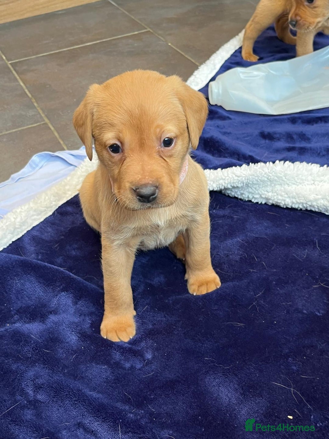 Labrador Retriever dogs for sale: Kennel Club Fox Red Labrador Puppies Health Tested - Advert 32