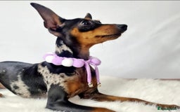 Miniature Pinscher dogs for sale: Miniature pinscher  - Image 6