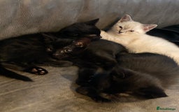 Mixed Breed cats for sale: X Siamese Adorable Kittens (white reserved now) - Image 7
