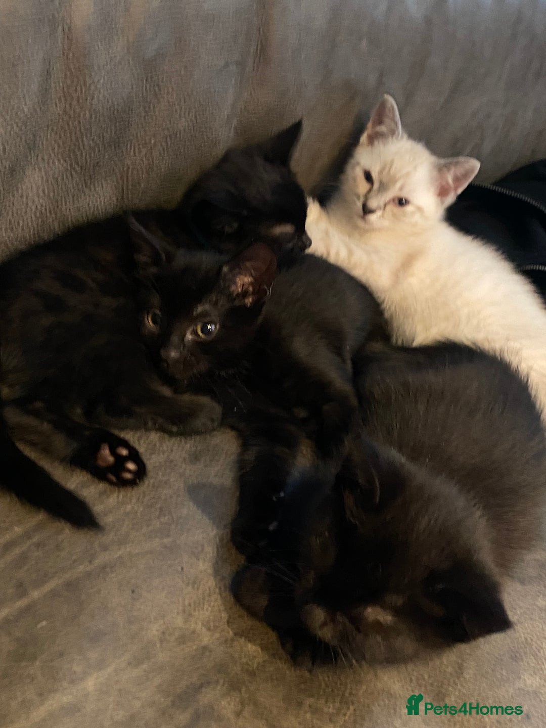 Mixed Breed cats for sale: X Siamese Adorable Kittens (white reserved now) - Image 7