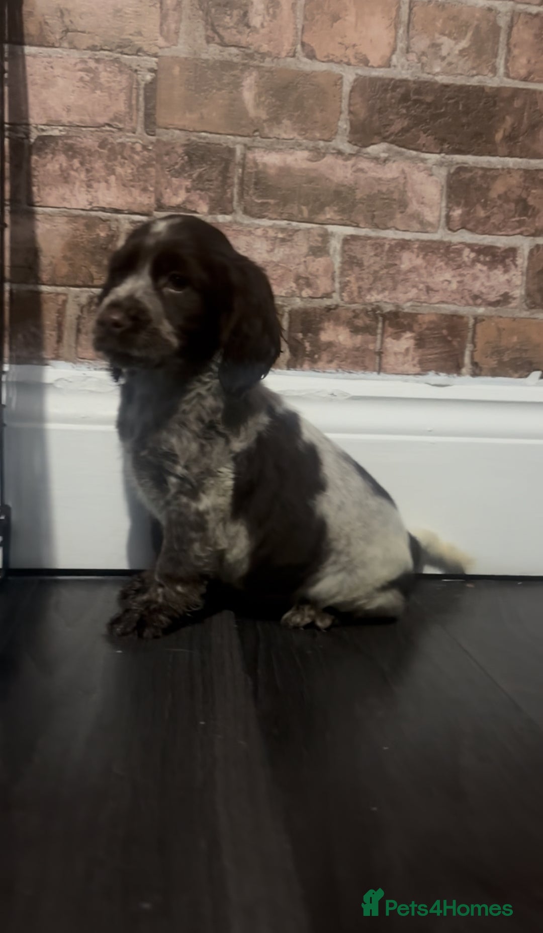 Cockapoo dogs for sale: F1b cockapoo pups  - Advert 10