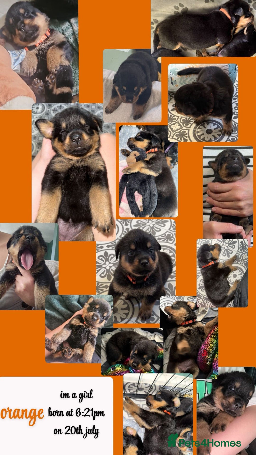 Rottweiler dogs for sale: Rottweiler Champion bloodline  - Image 11
