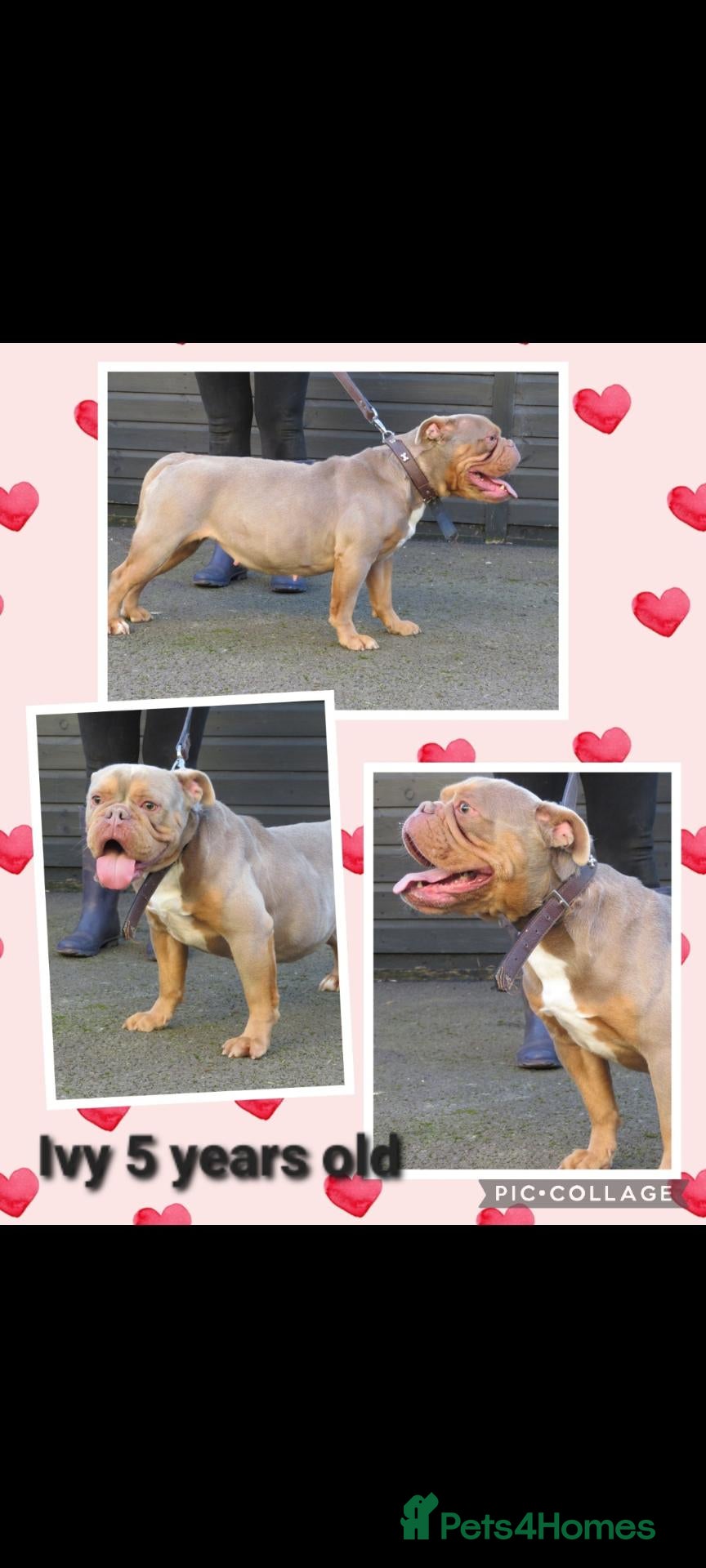 Olde English Bulldogge dogs for sale: Ivy looking for forever home - Advert 1