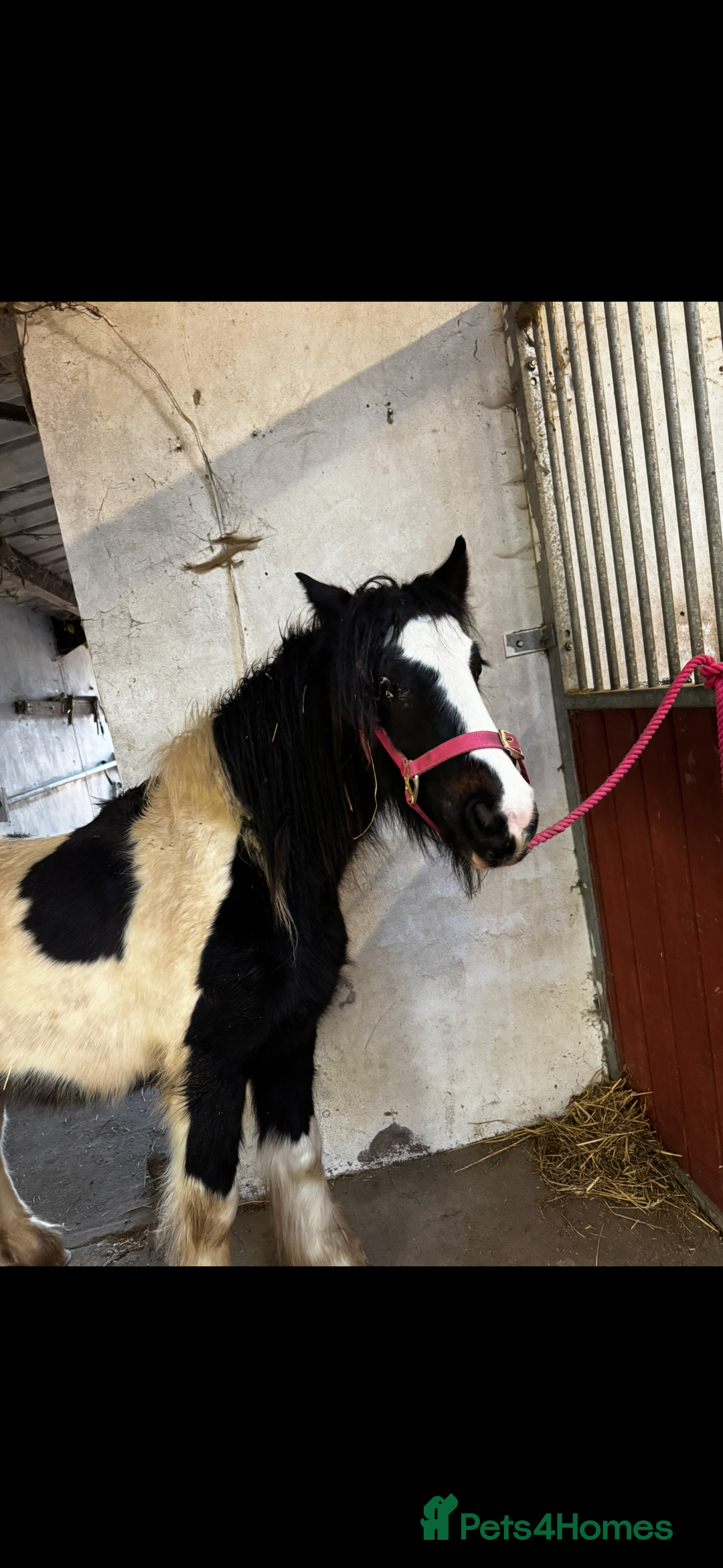 Irish Cob horses for sale: Piggy  - Advert 3