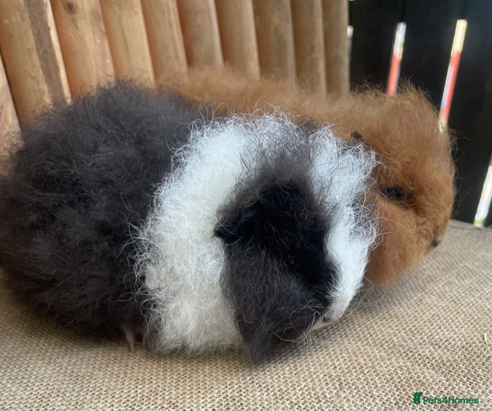 Guinea Pig rodents Swiss teddy baby sows - Advert 1