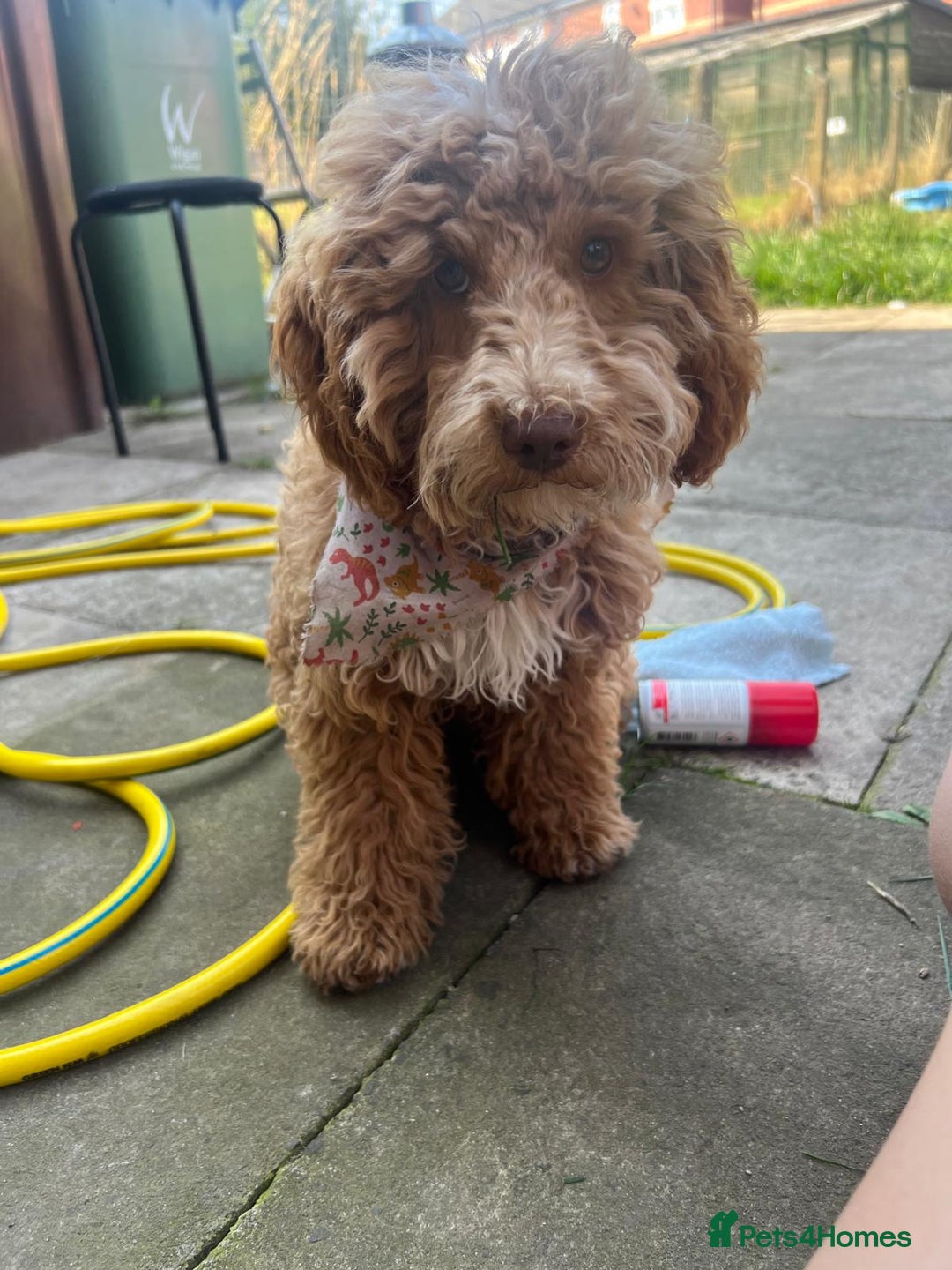 Cockapoo dogs for sale: Cockerpoo 8 months boy - Image 6