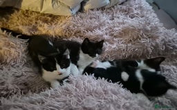 Ragdoll cats for sale: Mum is half rag doll  - Advert 6