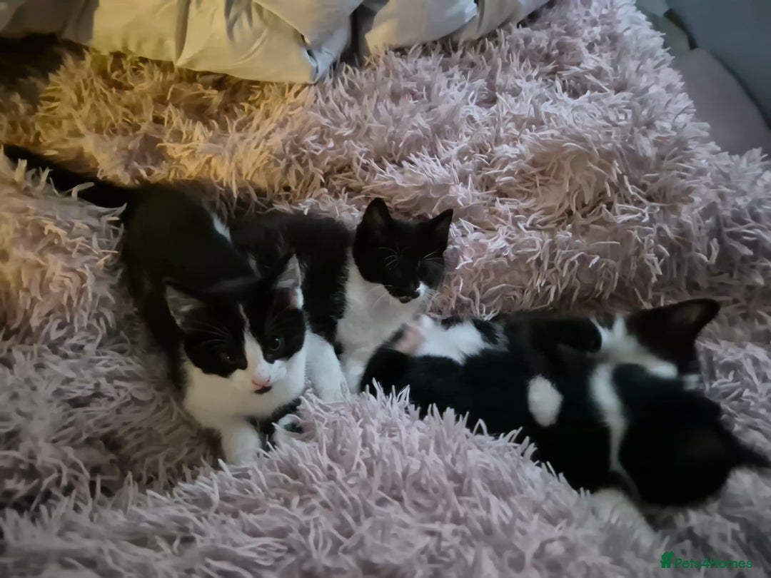 Ragdoll cats for sale: Mum is half rag doll  - Advert 6