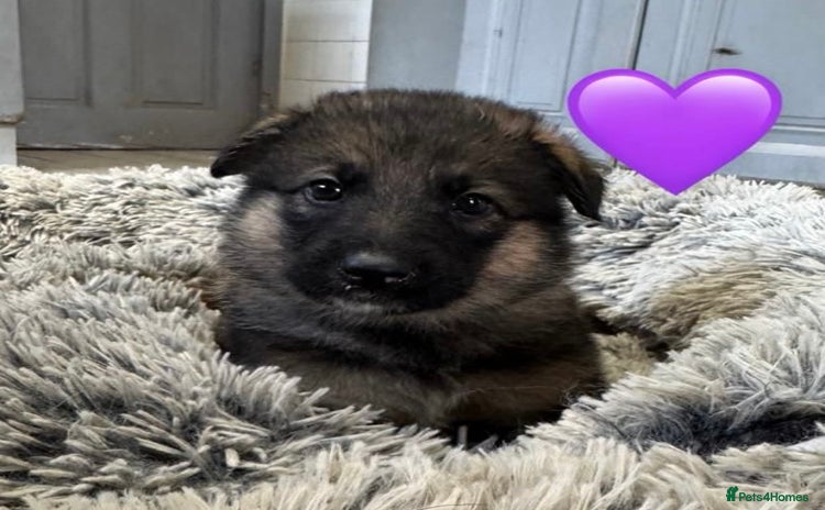German Shepherd dogs - Advert 6