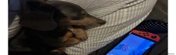 Dachshund dogs for sale: Beautiful male dachshund  - Advert 8