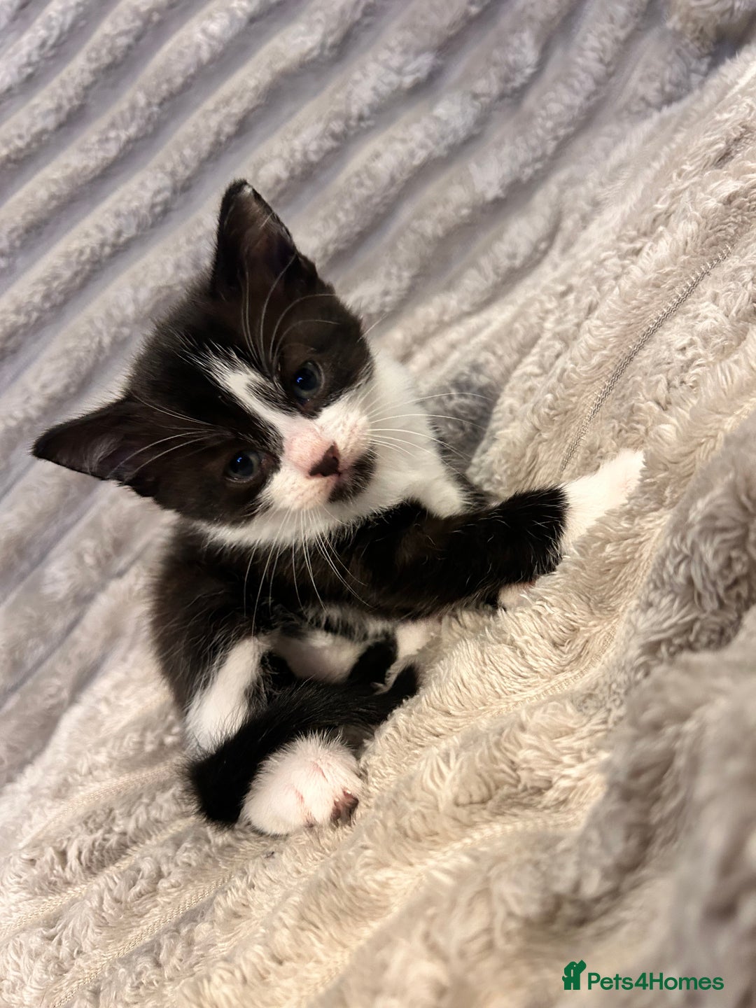 Mixed Breed cats for sale: 3 kittens for sale  - Advert 4