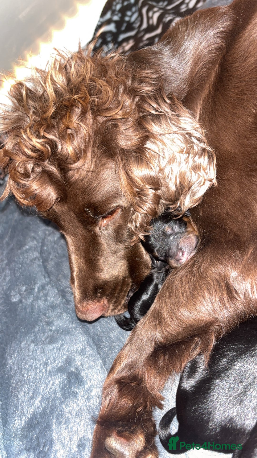 Cockapoo dogs for sale: F1 cockapoos LAST BOY🤎🤎 - Image 3