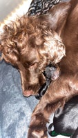 Cockapoo dogs - Advert 13