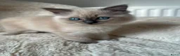 Ragdoll cats for sale: Blue Point Ragdoll Girl – Ready Now - Advert 12