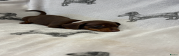 Dachshund dogs for sale: Minatare Dachshund - Advert 3