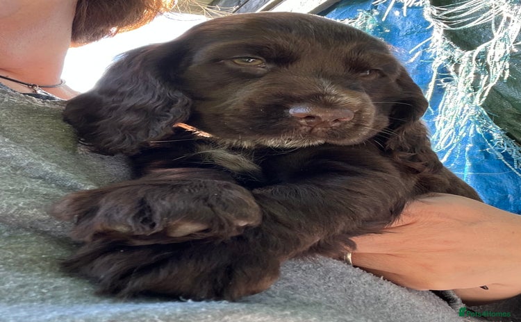 Cocker Spaniel dogs - Advert 16