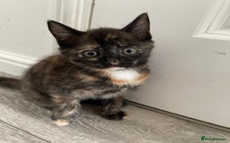 British Shorthair cats for sale: Gorgeous Kittens For Sale, Very Loving & Playful - Image 7