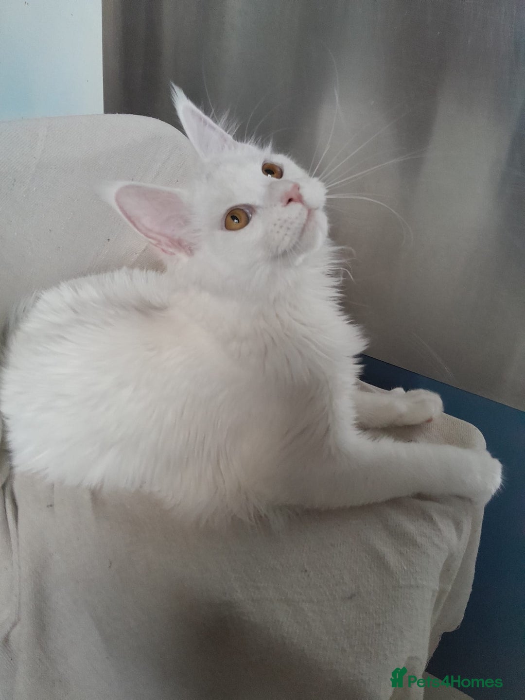 Maine Coon cats for sale: Solid white MaineCoon girl TICA - Advert 19