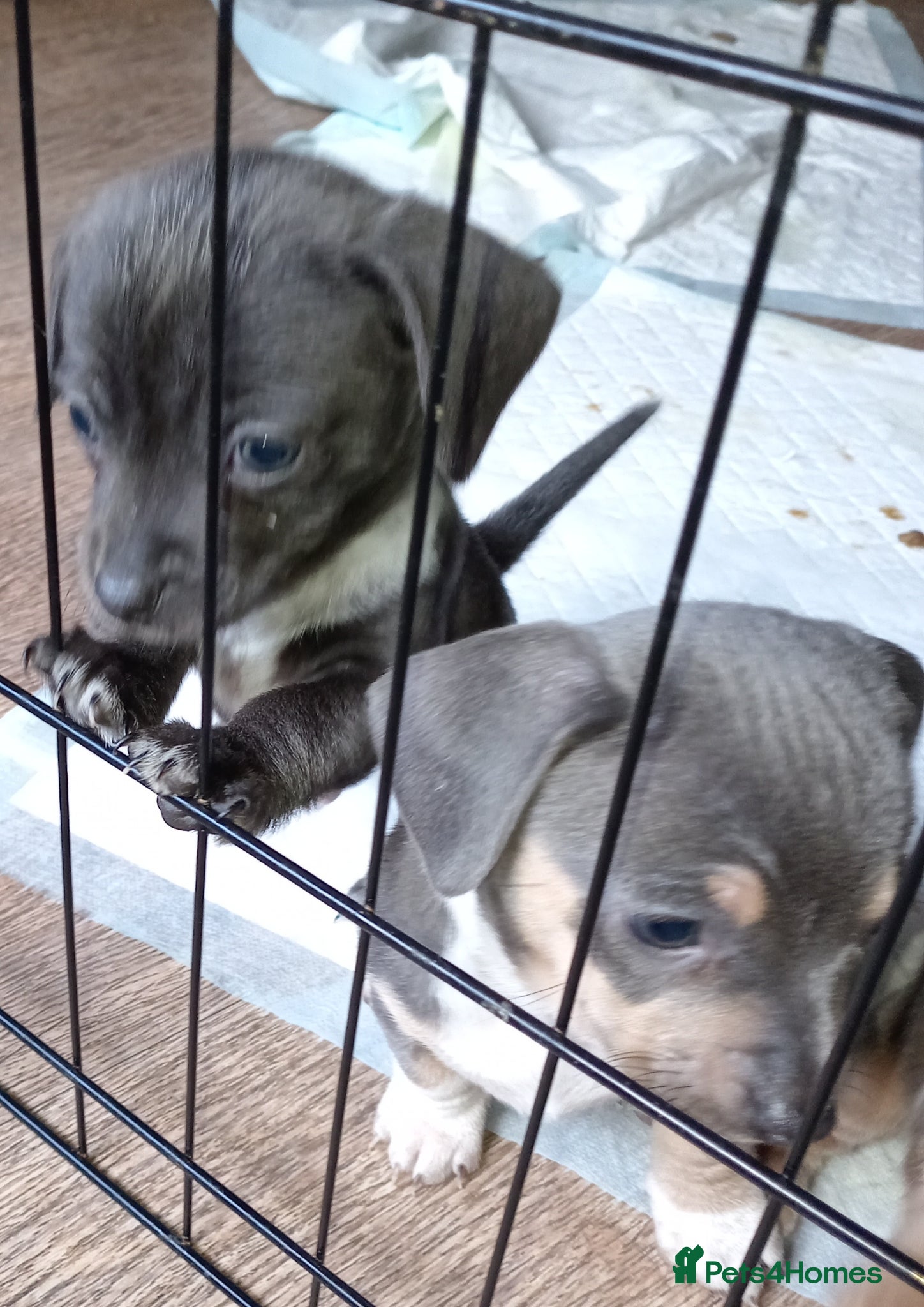 Chiweenie dogs Beautiful Chiweenie  - Advert 2