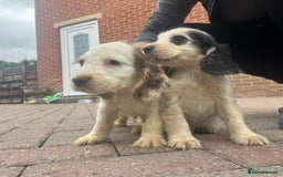 Cocker Spaniel dogs for sale: Show type cocker spaniel puppies  - Image 5