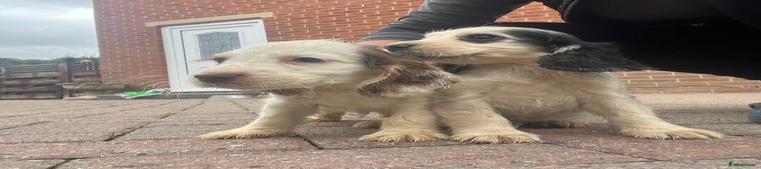 Cocker Spaniel Puppy 5