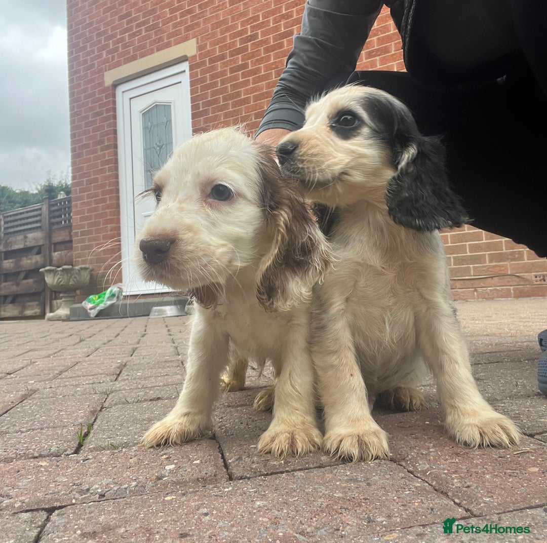 Cocker Spaniel dogs for sale: Show type cocker spaniel puppies  - Image 5