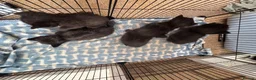 Mixed Breed cats for sale: Kittens for sale - Advert 5