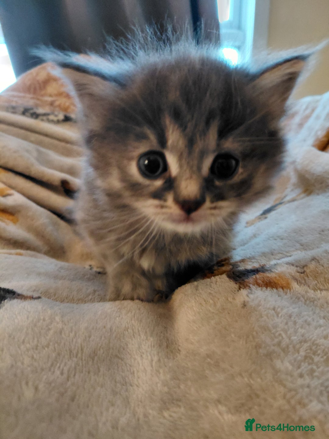 Mixed Breed cats for sale: Gorgeous fluffy kitties - Advert 4