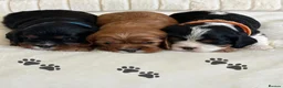 Cavalier King Charles Spaniel dogs for sale: * KC Reg Health Tested Puppies *  - Advert 1