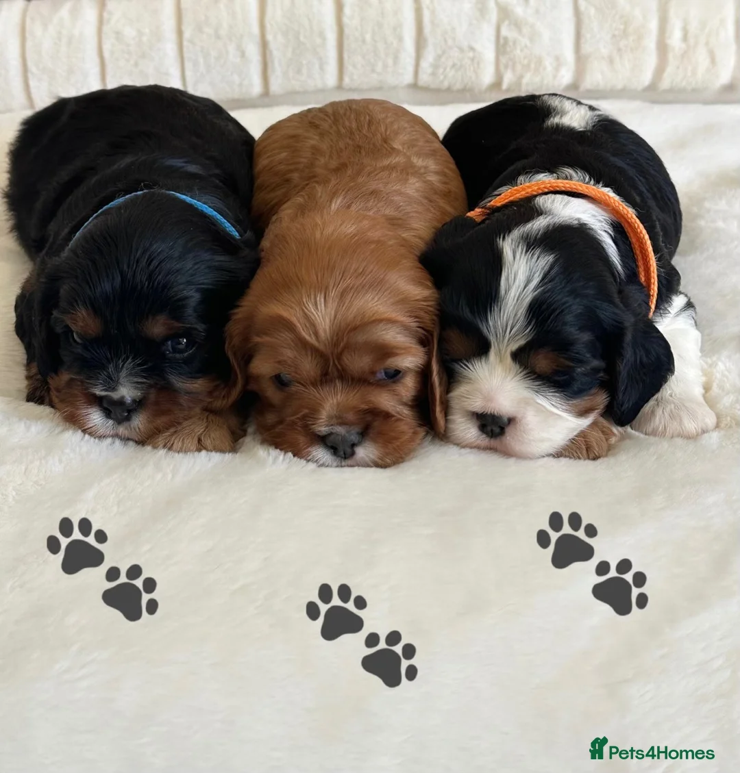 Cavalier King Charles Spaniel dogs for sale: * KC Reg Health Tested Puppies *  - Advert 1