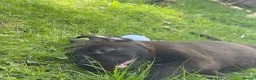 Mixed Breed dogs for sale: Mixed Breed Lab x Staffy Puppy - Advert 2