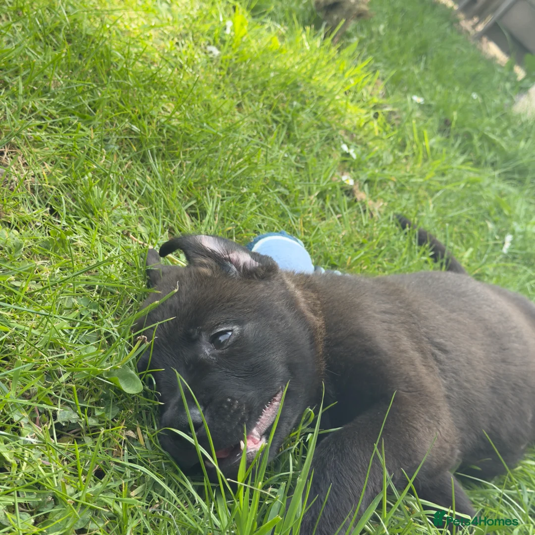 Mixed Breed dogs for sale: Mixed Breed Lab x Staffy Puppy - Advert 2