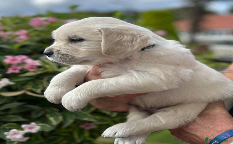 Golden Retriever dogs - Advert 14