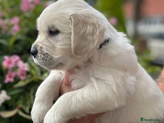 Golden Retriever dogs - Advert 11