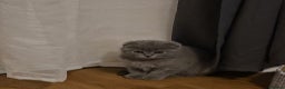 Scottish Fold cats for sale: Scottish Fold&British Shorthair.Vaccinated&Ready - Advert 7