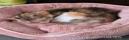 Mixed Breed cats for sale: Beautiful female cat  - Advert 1
