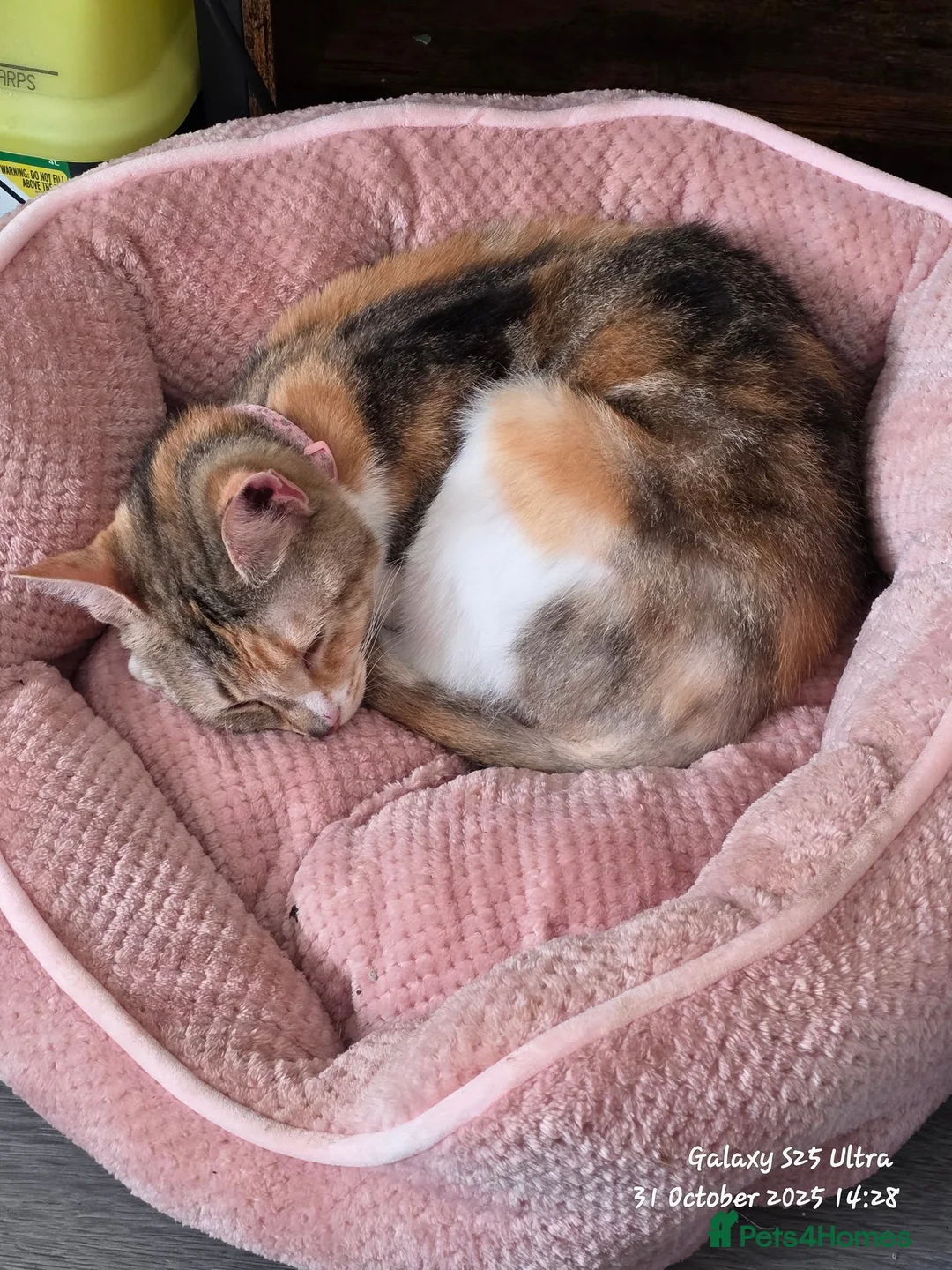 Mixed Breed cats for sale: Beautiful female cat  - Advert 1