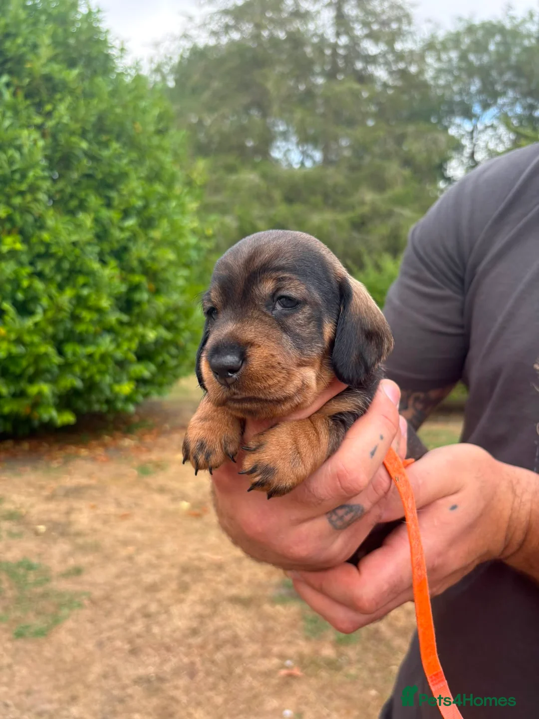 Dachshund dogs for sale: Standard Wirehaired Dachshund Puppies For Sale - Advert 14
