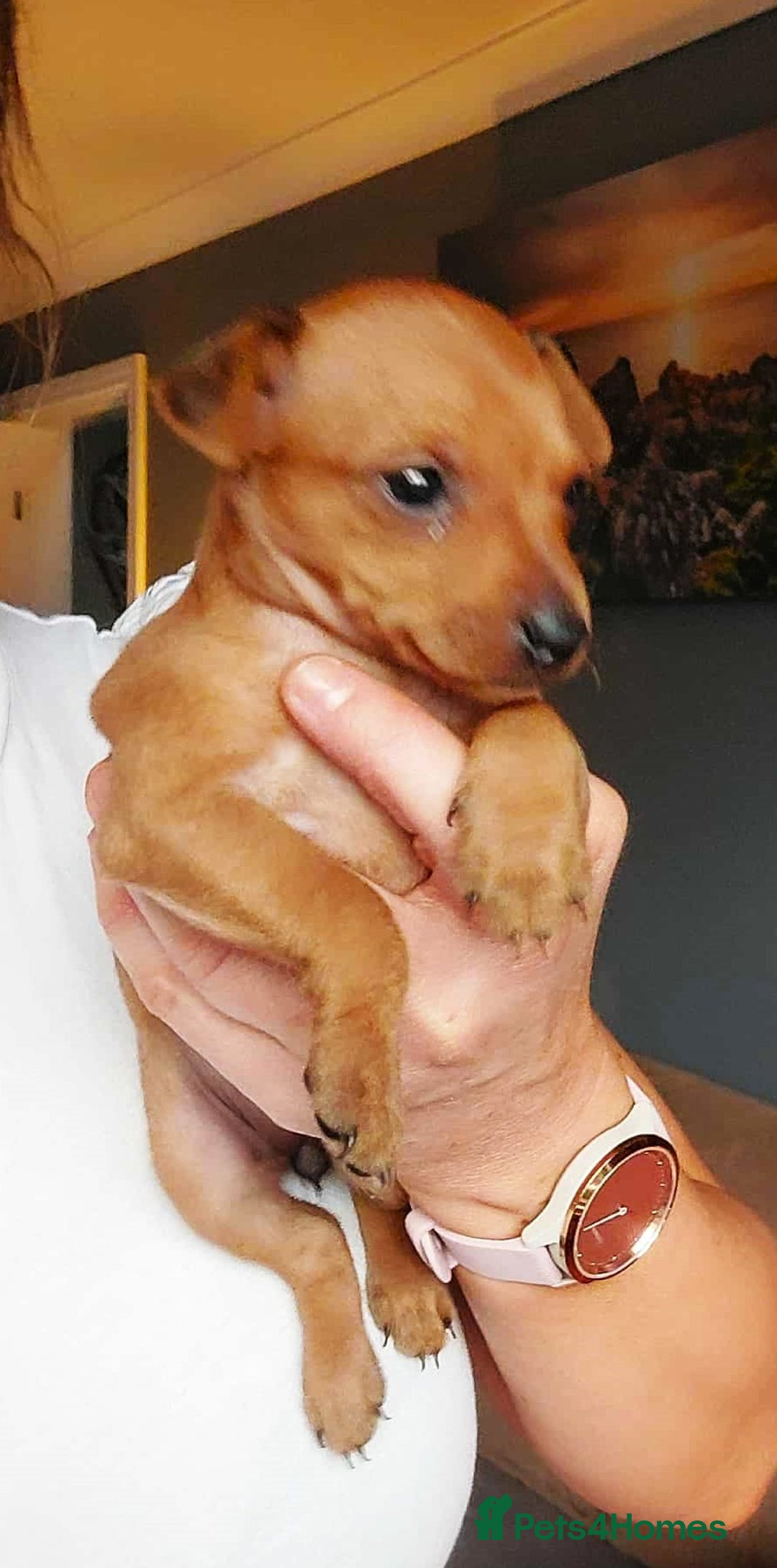 Miniature Pinscher dogs for sale: LAST PUPPY - LADYLUCKPINS KC MIN PINS - Advert 21