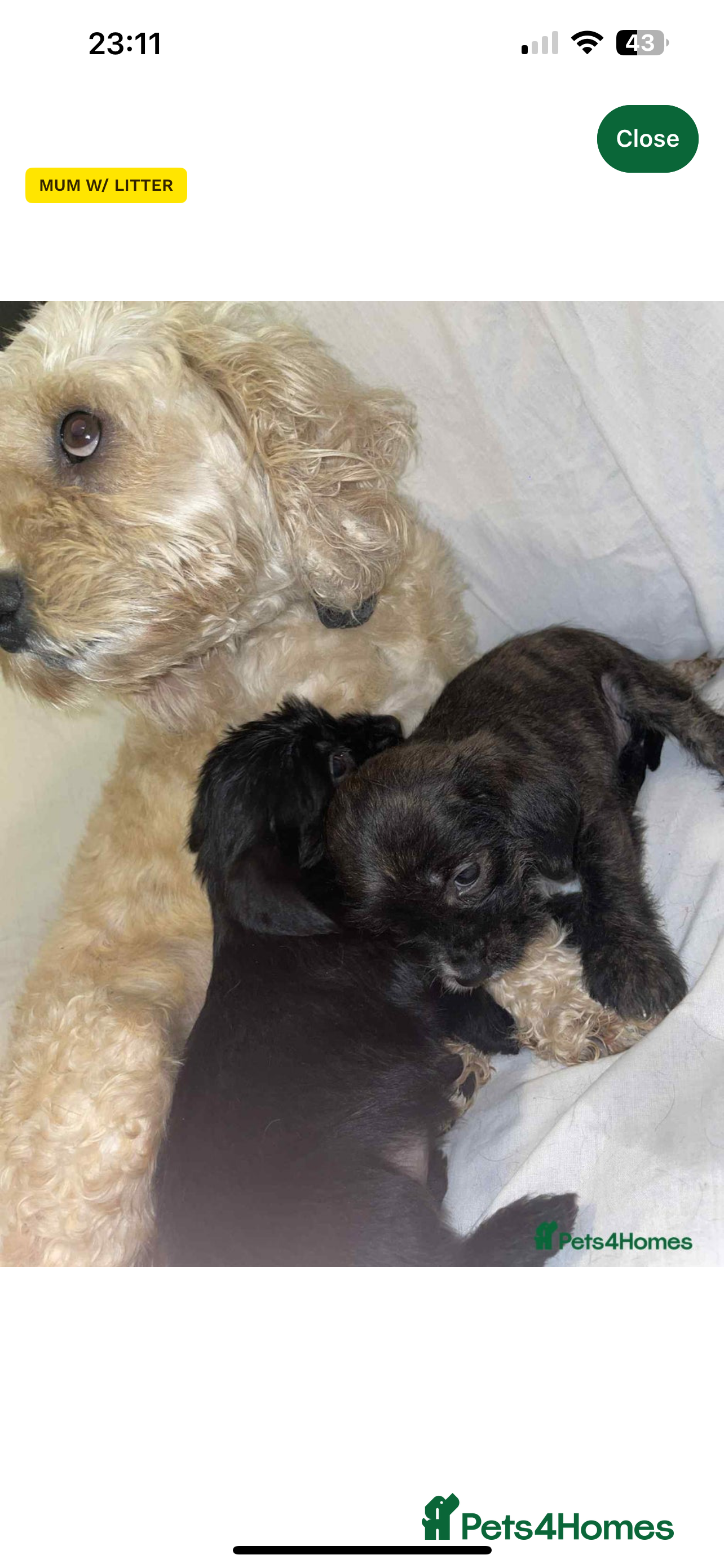 Cockapoo dogs Coco the cocker poo puppy  in Leeds - Advert 1