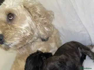 Cockapoo dogs Coco the cocker poo puppy in Leeds - Advert 3